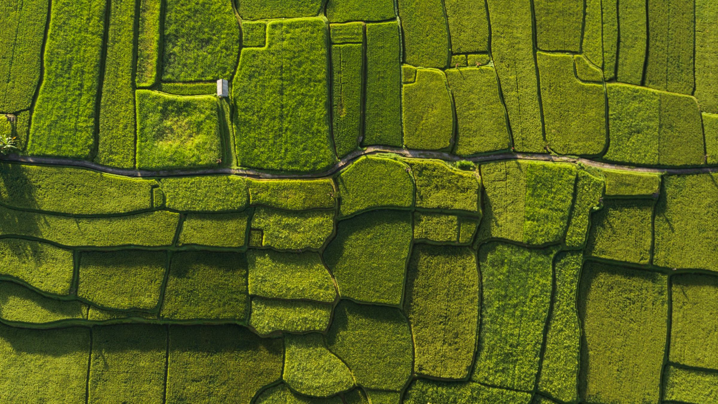 Farmland from the air at the start of the growing season